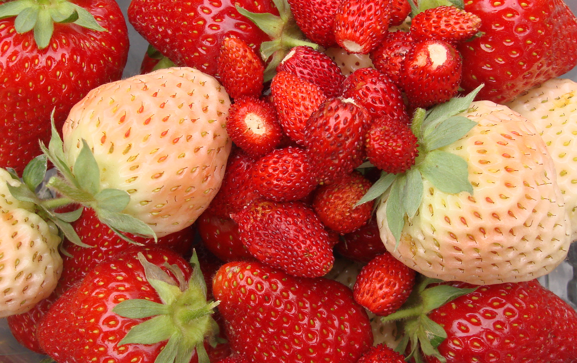BerryLAB Strawberry Breeding - image01