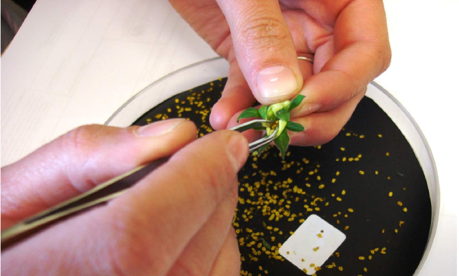 BerryLAB Strawberry Breeding - image02