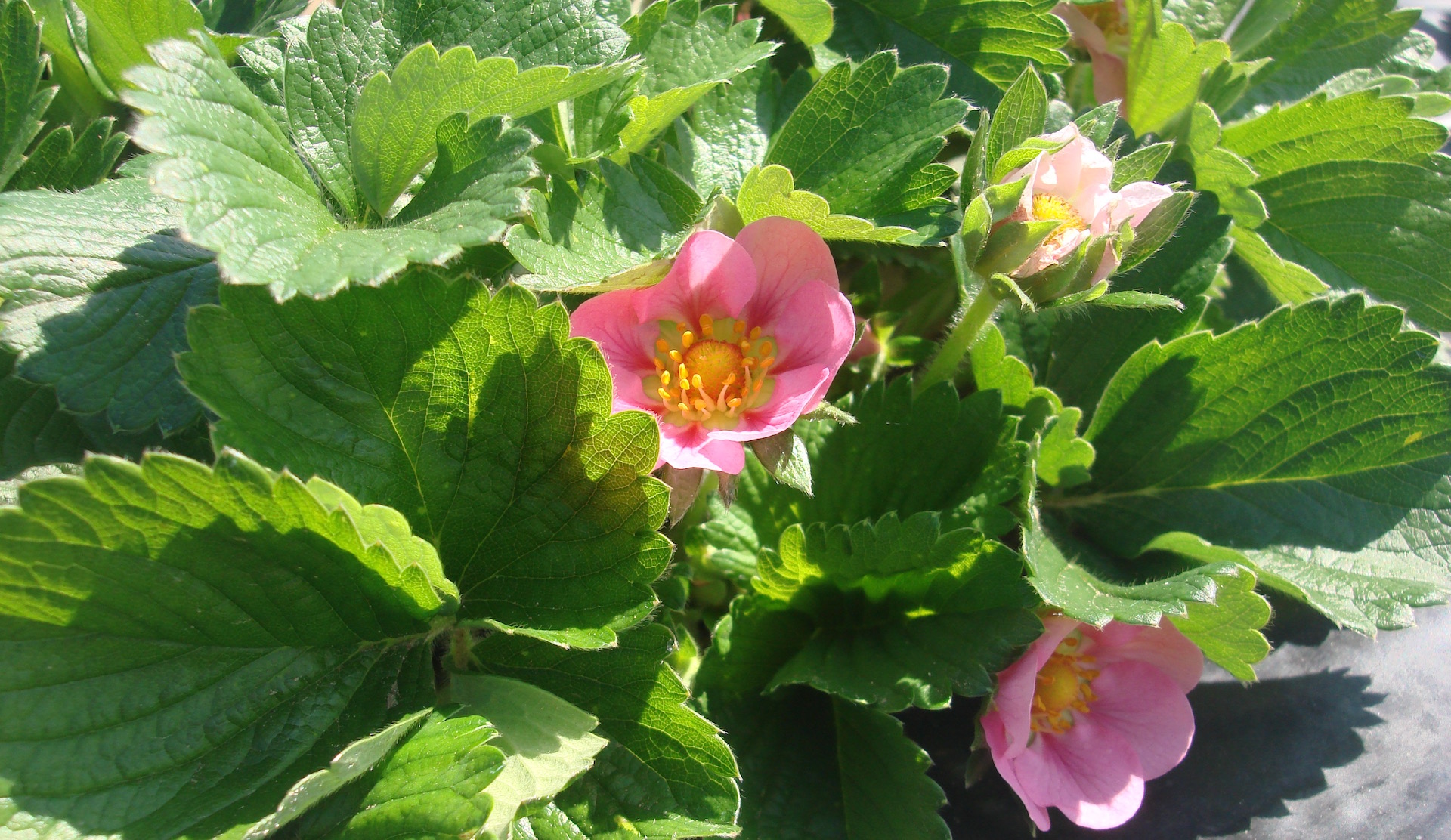 BerryLAB Strawberry Breeding - image03