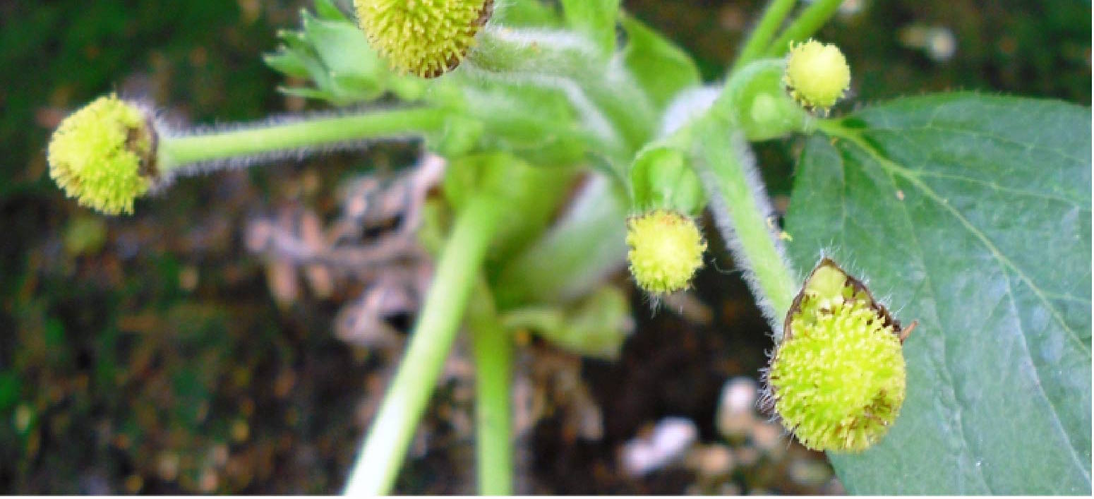 BerryLAB Strawberry Breeding - image04