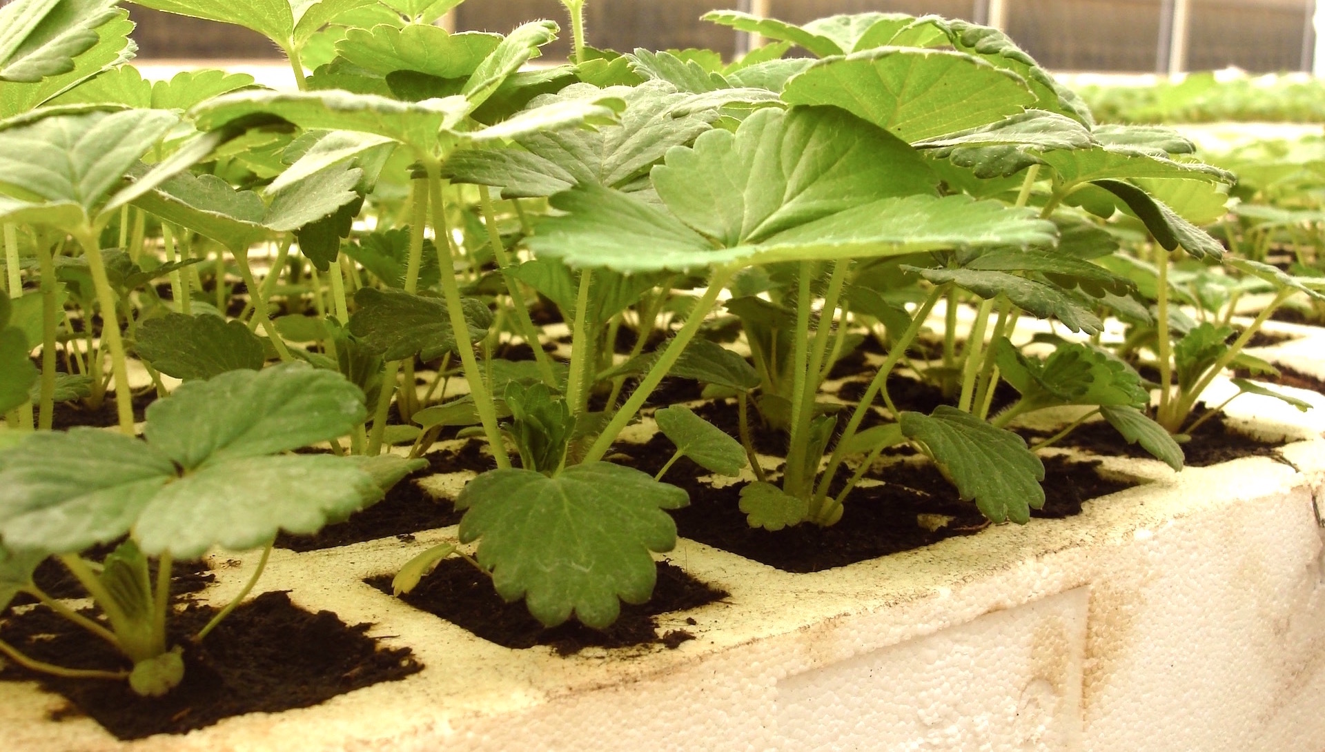 BerryLAB Strawberry Breeding - image05