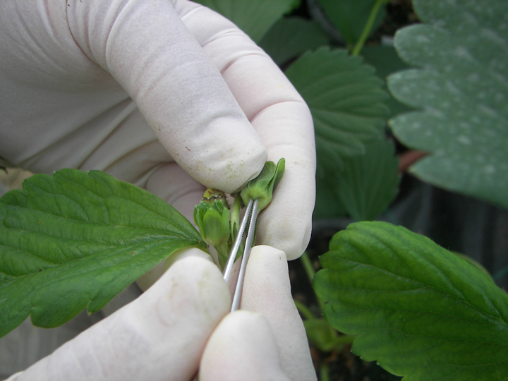 Berrylab Breeding Process Strawberry - step 3