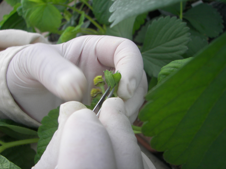 Berrylab Breeding Process Strawberry - step 4