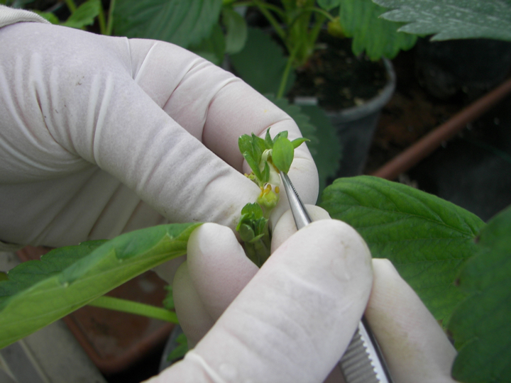 Berrylab Breeding Process Strawberry - step 5