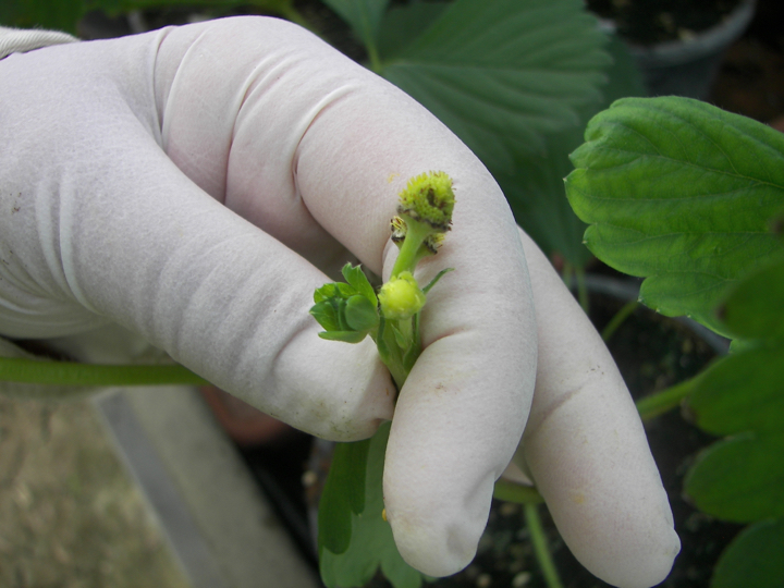 Berrylab Breeding Process Strawberry - step 6