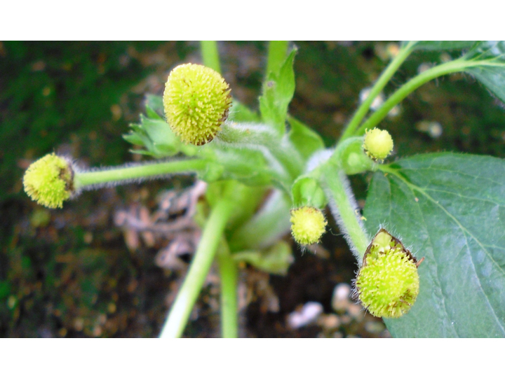 Berrylab Breeding Process Strawberry - step 7