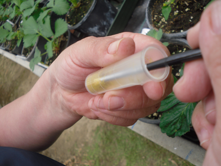 Berrylab Breeding Process Strawberry - step 8