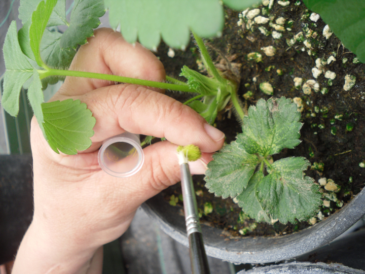 Berrylab Breeding Process Strawberry - step 9