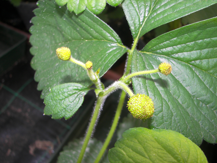 Berrylab Breeding Process Strawberry - step 10