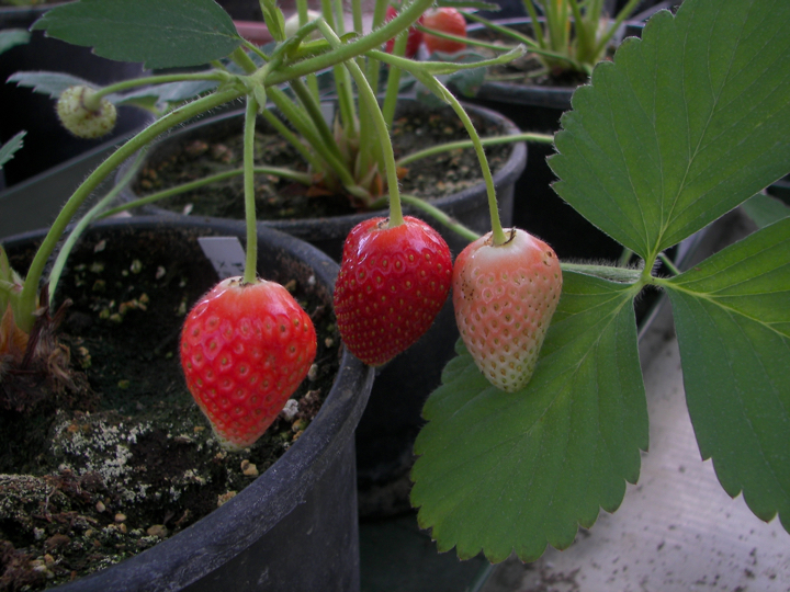 Berrylab Breeding Process Strawberry - step 11