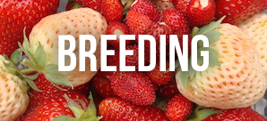 BerryLAB Strawberry Breeding - image01 thumb